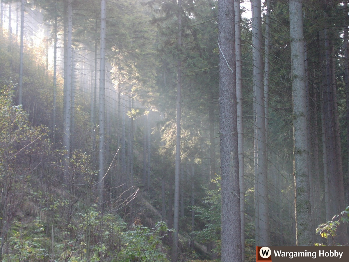 Trees on a high mountain