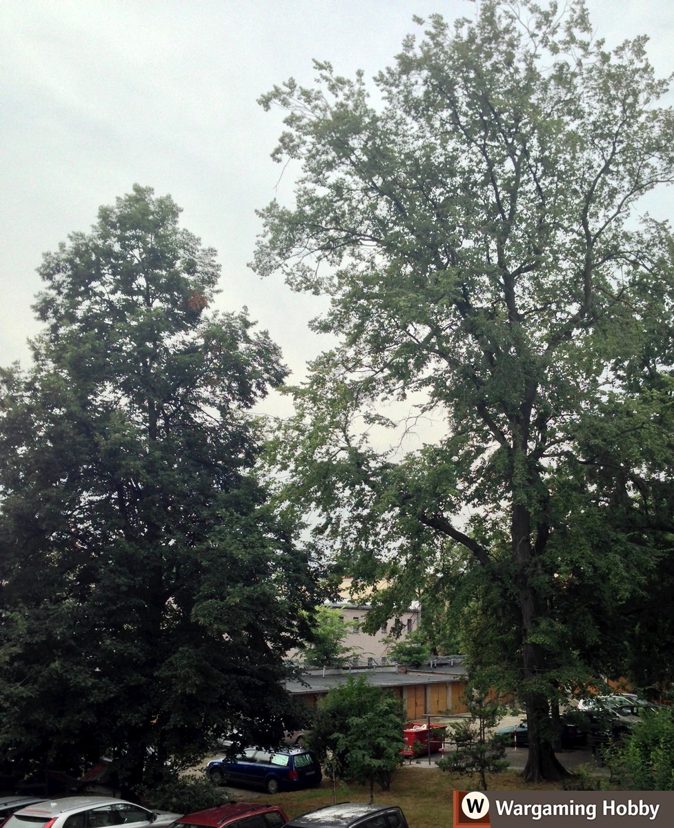 Tall trees of various shapes (a lime tree and a poplar)