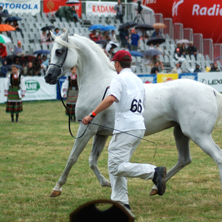 A horse at the Pride of Poland show in Janów Podlaski